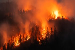 Forest wildfire at night a natural disaster
